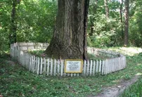 Осина, возраст около 300 лет