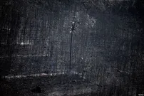 Причиной массовых пожаров стала аномальная жара и отсутствие оса