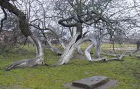 Яблоня, возраст 200-300 лет