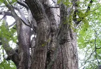 Сосна, возраст около 300 лет