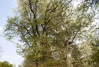 Черешня, возраст более 120 лет